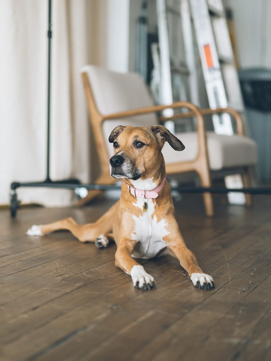 Maya lying on a wood floor